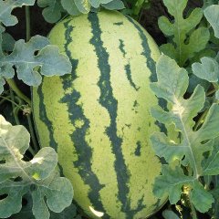 宁县西瓜名扬天下,宁县刘先生诚信合作