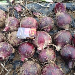 蒙古族自治区大固付昭军7月紫皮洋葱