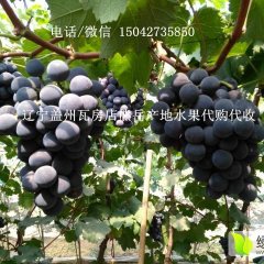 2017辽宁盖州熊岳巨峰葡萄大量上市