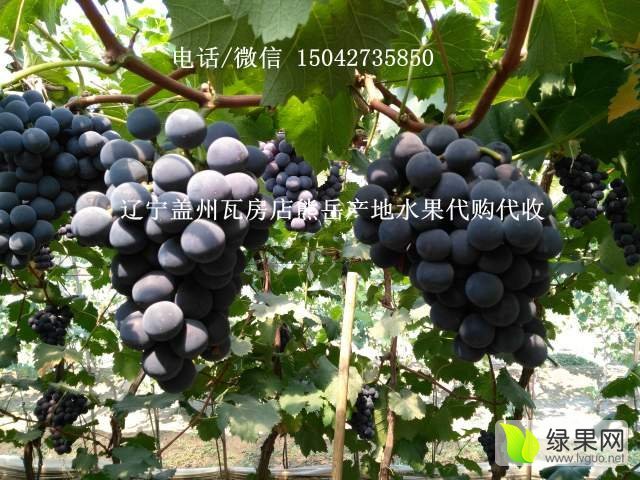 2016年辽宁瓦房店巨峰葡萄价格