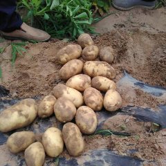 定边土豆口感爽口，量大质优，圆润光滑