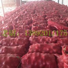 陕西三原县，冷库万吨红皮洋葱以开始出库