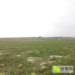 会宁西瓜何去何从,郭城赵之龙诚信合作