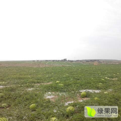 金城5号价格
