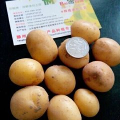 供应小吃油炸烧烤迷你小土豆全国销售