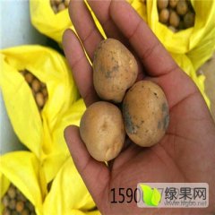 全国供应迷你小土豆