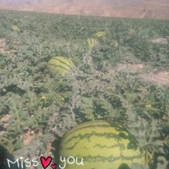 会宁郭城赵有笔7月新绿宝西瓜