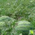 库伦旗六家韩庆辉7月花皮长瓜西瓜