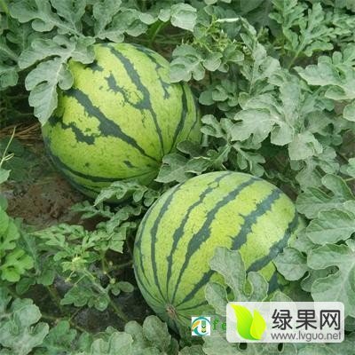 2018年吉林公主岭岭研价格