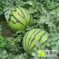 公主岭怀德李选成7月岭研西瓜热销中