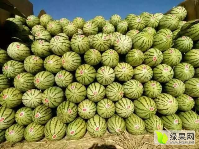 硒砂瓜价格