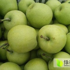 砀山安徽张佳7月皇冠梨
