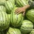 靖远西瓜营养丰富,高湾陈国峰诚信合作