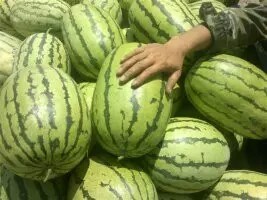 靖远西瓜营养丰富,高湾陈国峰诚信合作