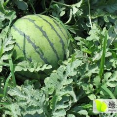 翁牛特旗桥头于彦飞7月地雷瓜西瓜