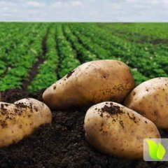 吉林公主岭尤金885土豆名扬天下