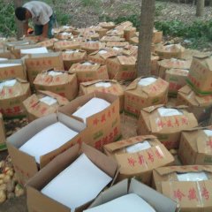 2016惠民土豆抓住商机无限