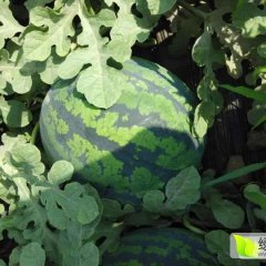 辽宁凌海甜王，京欣地雷系列西瓜代办