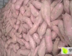 河南省开封市开封县红薯大量上市中