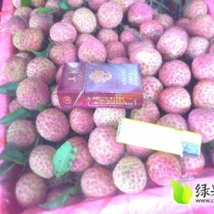 桂平荔枝绿色无公害,广西陈军业诚信合作