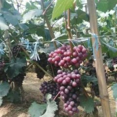 永年葡萄口感爽口张西李聚涛诚信合作