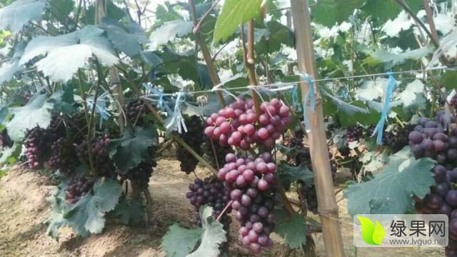 2016年河北永年乒乓球葡萄价格