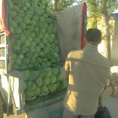 甘肃安定中甘11号甘蓝名扬天下