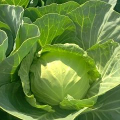 安定内官马彦龙7月球茎甘蓝