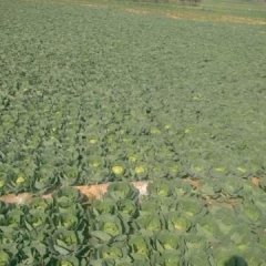 安定内官马彦龙7月8398甘蓝