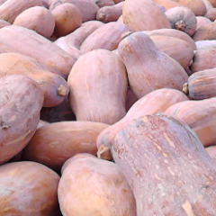 湖南临澧金韩密本南瓜逐渐升温