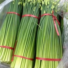 山东莘县韭苔价格低 品种好