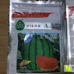 宏奥奇甜西瓜种子供应