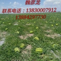 甘肃省会宁县扎子塬西瓜总代理魏彥龙