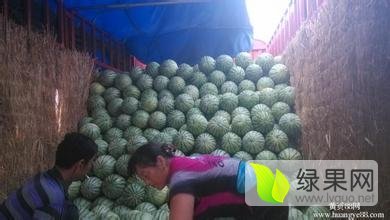 2016年河南扶沟花皮无籽价格