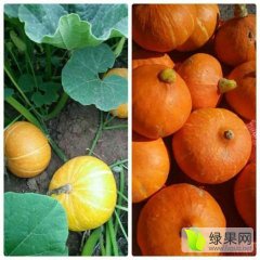 2016凌海黄金小南瓜大量上市