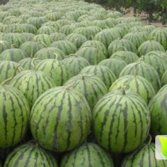 翁牛特旗西瓜价格行情平稳