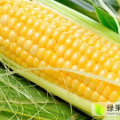 沈阳市新民市张家屯粘玉米