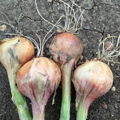 宁安我地现有大个毛葱即将收获