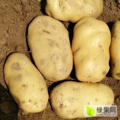 辽宁南票早大白土豆品质优良