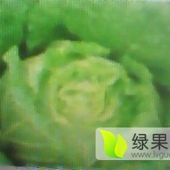 围场甘蓝著名品种,朝阳张国峰