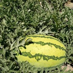 甘肃省白银市会宁县扎子塬旱地沙田西瓜