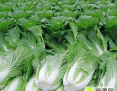 河北李明富：黄心白菜、基地种植 质优价低