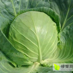 河北李明富：中甘21甘蓝