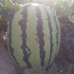 甘肃会宁金城5号西瓜品质优良