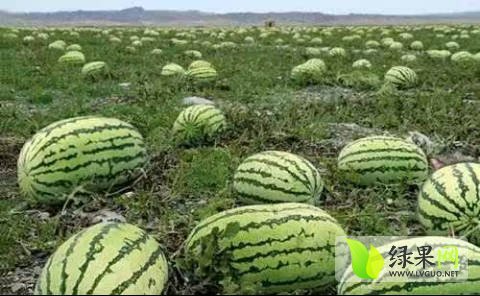 硒砂瓜价格