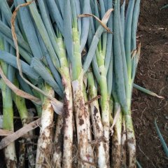 费县大葱名扬天下,上冶张朗诚信合作