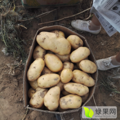柏乡石家卢先生7月荷兰十五土豆