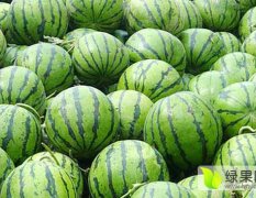 2019河南开封8424系列西瓜大量上市