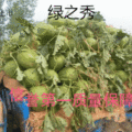山东东明，龙卷风，庆红宝，绿子秀西瓜现以量