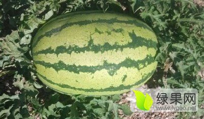 会宁西瓜聚焦市场甘肃李亚胜